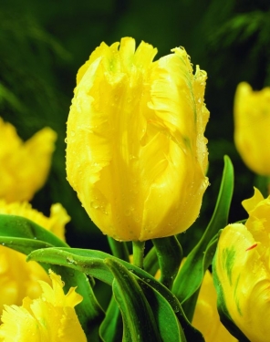 Tulp Texas Gold