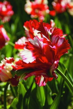 Tulp Estella Rijnveld