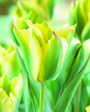 Tulp Yellow Springgreen