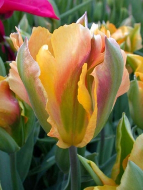 Tulp Golden Artist