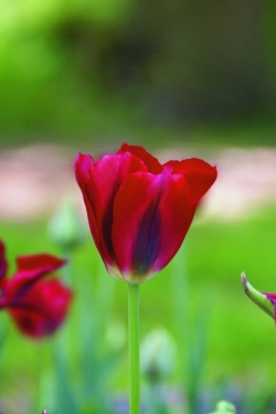 Tulp Hollywood