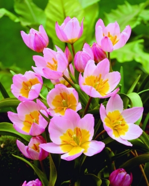 Tulp Bakeri Lilac Wonder