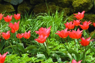 Tulp Eichleri