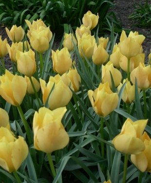 Tulp Batalinii