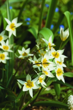 Tulp Turkestanica