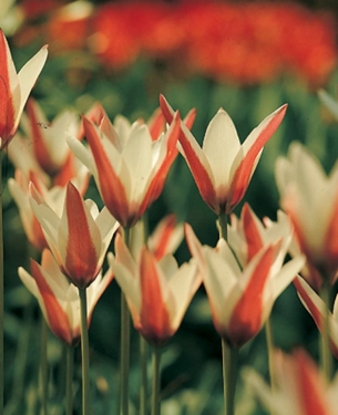 Tulp Clusiana