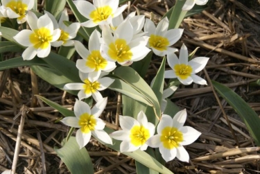 Tulp Polychroma