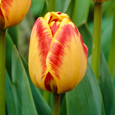 Tulpen Banja Luka