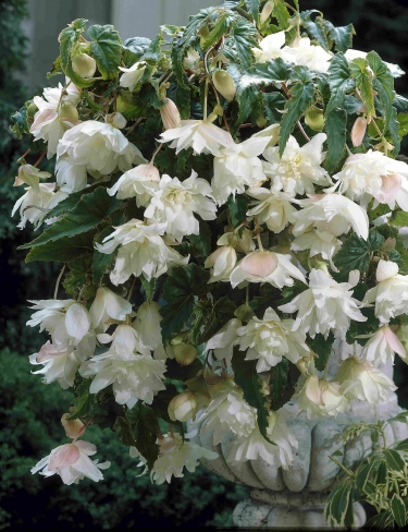 Pendula blanc