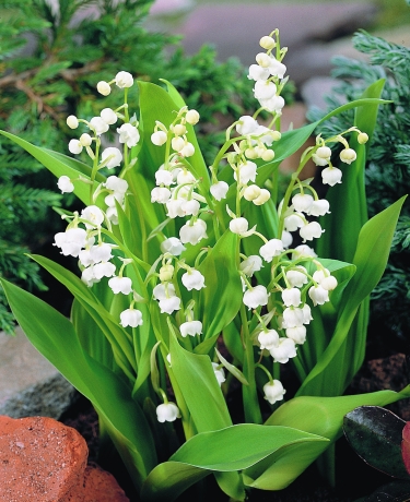 Convallaria - Muget