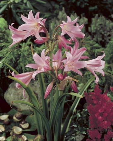 Crinum Powellii