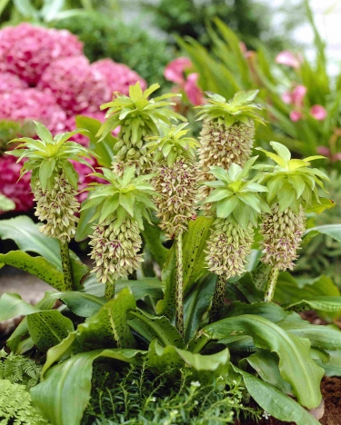 Eucomis Bicolor