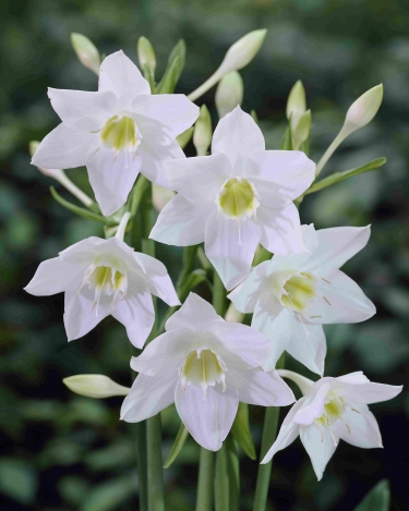 Eucharis Amazonica