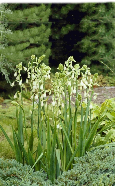 Galtonia Candicans