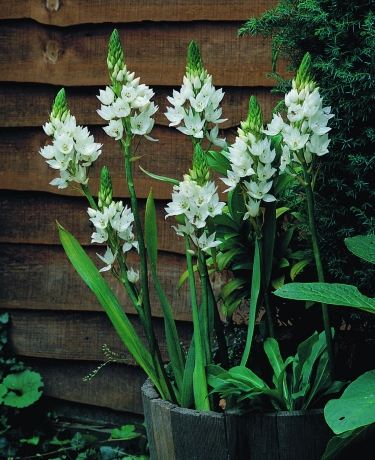 Ornithogalum Thyrsoides