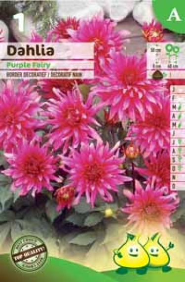 Dec. Purple Fairy (50 cm)