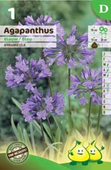 Agapanthus blauw