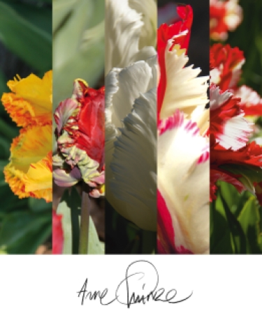 100 tulpen Arne's favourite Parrot mix