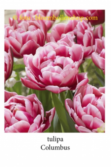 Tulp Columbus