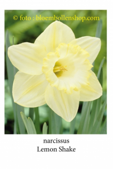 Narcis Lemon shake