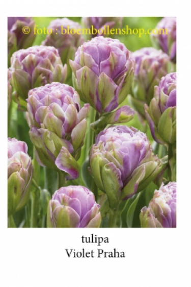 Tulp Violet Praha