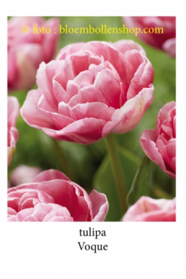 Tulp Voque