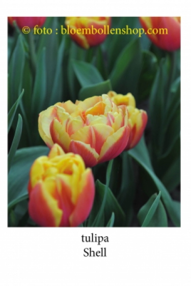 Tulp Shell