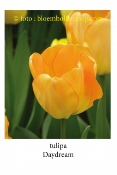 Tulpen Daydream