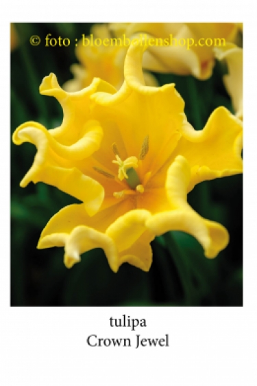 Tulpen Crown Jewel