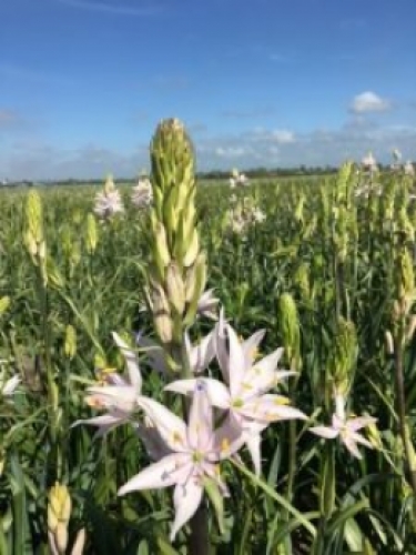 Camassia Pink Star