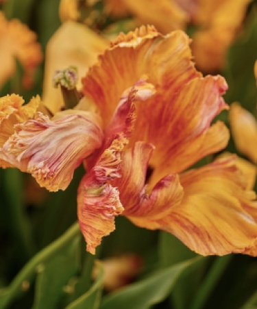100 tulipes Arne Quinze