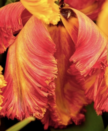 100 tulipes Arne Quinze
