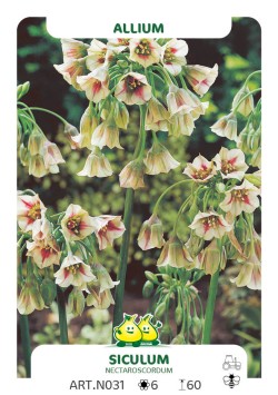 Nectaroscordum Bulgaricum