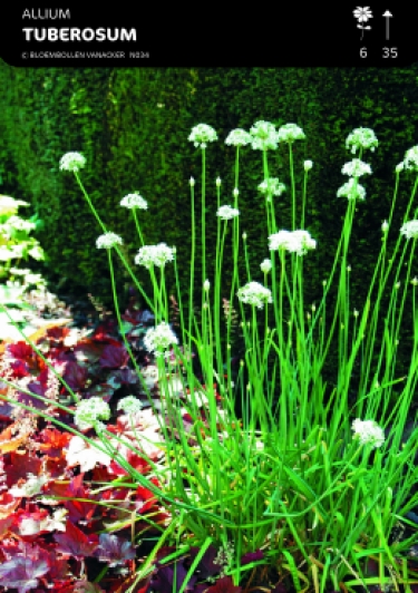 Allium Tuberosum - Chinese bieslook