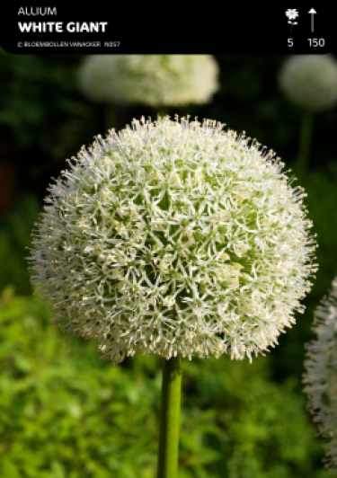 Allium White Giant
