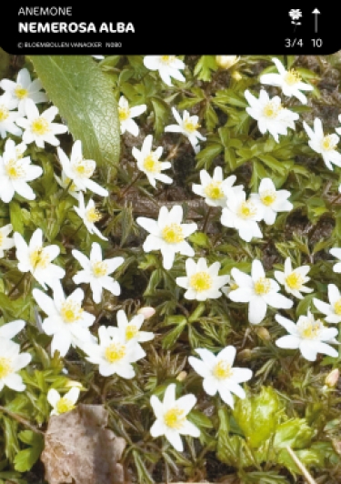 Anemonen Nemerosa Alba per 100st