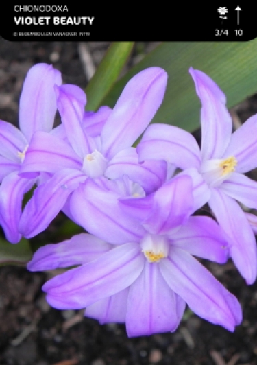 Chionodoxa Violet Beauty
