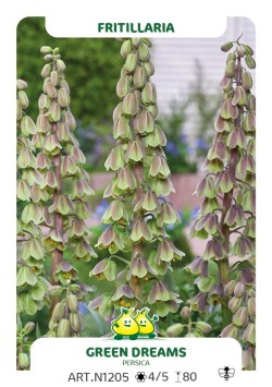 Fritillaria Persica Green Dreams