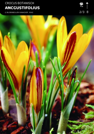 Crocus Angustifolius Cloth of Gold