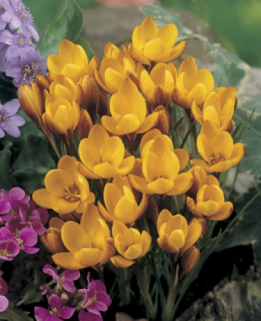 Crocus Bot. Dorothy