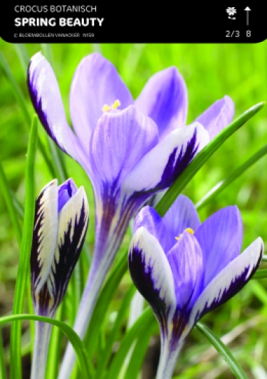 Crocus Bot. Spring Beauty