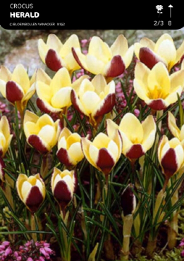 Crocus Herald