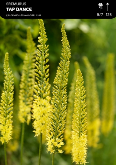 Eremurus Tap Dance
