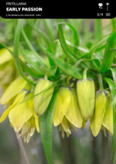 Fritillaria Early Passion