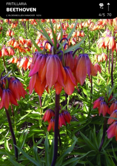 Fritillaria Beethoven