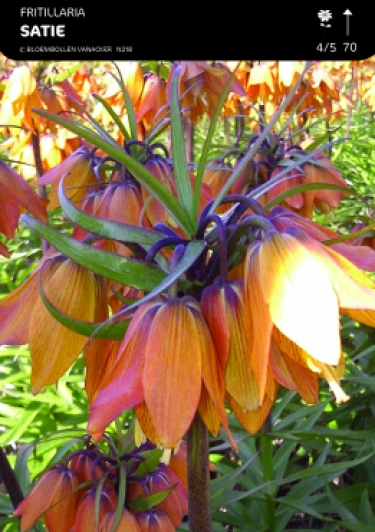 Fritillaria Satie