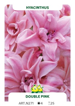 Hyacint Dubbel Pink