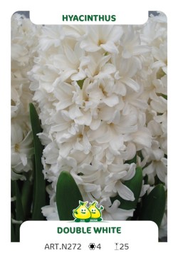 Hyacint Dubbel White