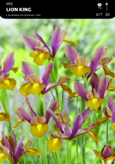 Bot. Iris Lion KIng