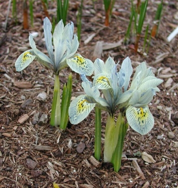 Bot. Iris Katharine Hodgkin